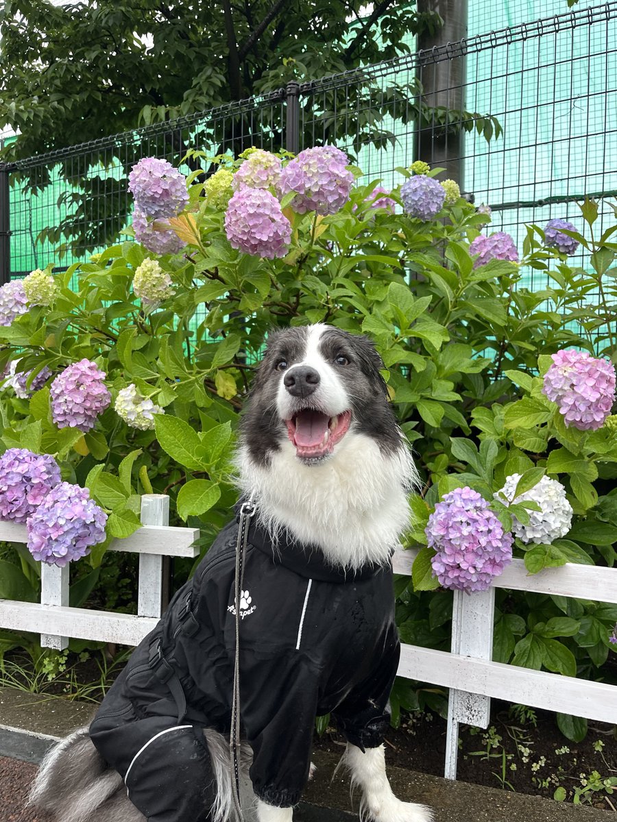 今朝は☔️降ったり止んだりの中のんびり散歩してきました

紫陽花や菖蒲は晴れより雨のほうが映えますね😌