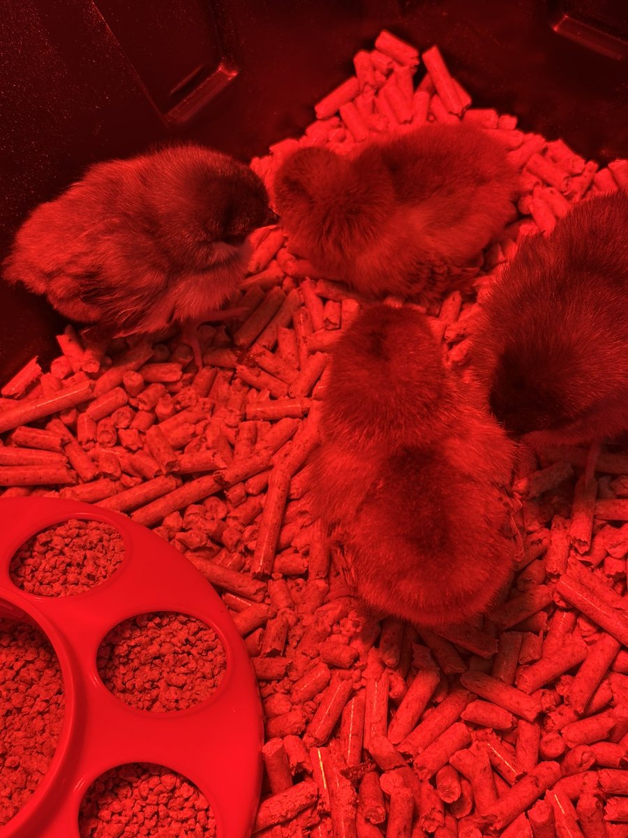 Meet Kimber, Colt, Ruger and Remington—two Rhode Island chickens and two Blue stars🐓🐓🐓🐓