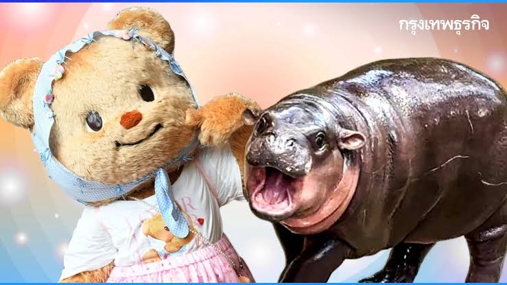 TarotYouuuu's tweet image. มึงเชื่อกูเถอะ  ต่อจากนี้ติ่งแค่หมีเนย หมูเด้งเท่านั้น เพราะรักแล้วไม่เคยเจ็บซักวัน กูเข้าใจแล้วจริงๆ !!!!!!!
#prompayy #พร้อมราชภัทร