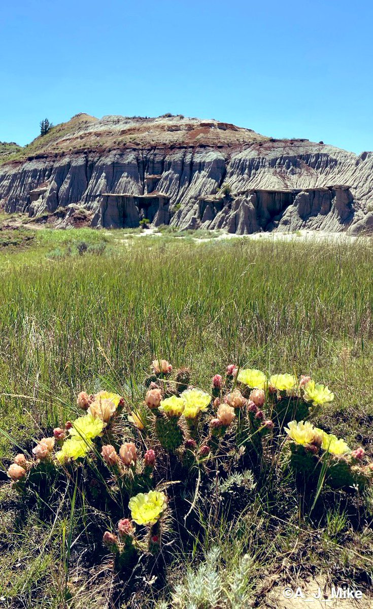 A_J_Mike's tweet photo. Hiking the Maah Daah Hey Trail on the Little Missouri NG, near Medora, North Dakota, USA. Badlands and prickly pear:  when you know that you’ve crossed the western North Dakota line …
#NaturePhotography
#HikingNorthDakota
#NorthDakotaBadlands
#PricklyPear https://t.co/Rat0eRHT7L
