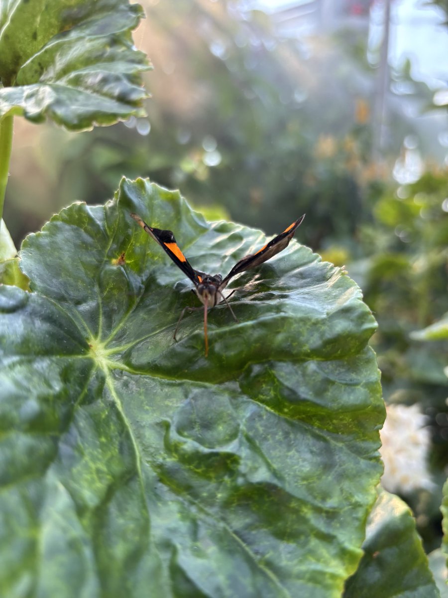 SourWoodChip's tweet photo. Butterfly sanctuary https://t.co/Z6lfCCmopL