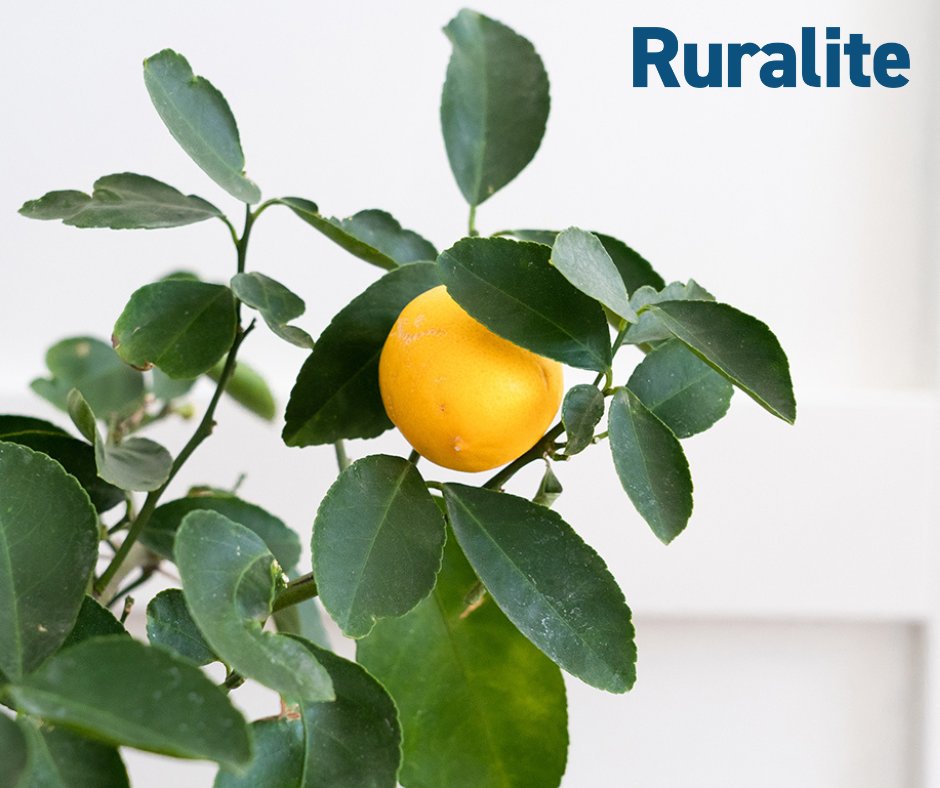 Dreaming of homegrown citrus? Meyer lemons are perfect for container gardening in the Northwest! Sweeter than regular lemons, they thrive indoors in winter and love full sun. Pucker up with these lemon-growing tips: ruralite.com/pucker-up-its-…