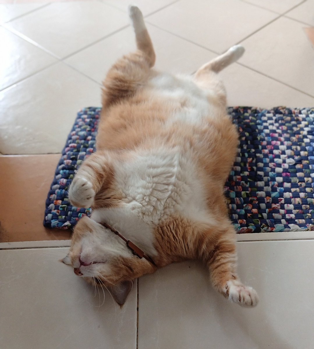 EvanShanty's tweet photo. Seperti biasa.. si gendud lagi menikmati kenyamanan hidupnya π #Membot https://t.co/v3PsVKQlbZ