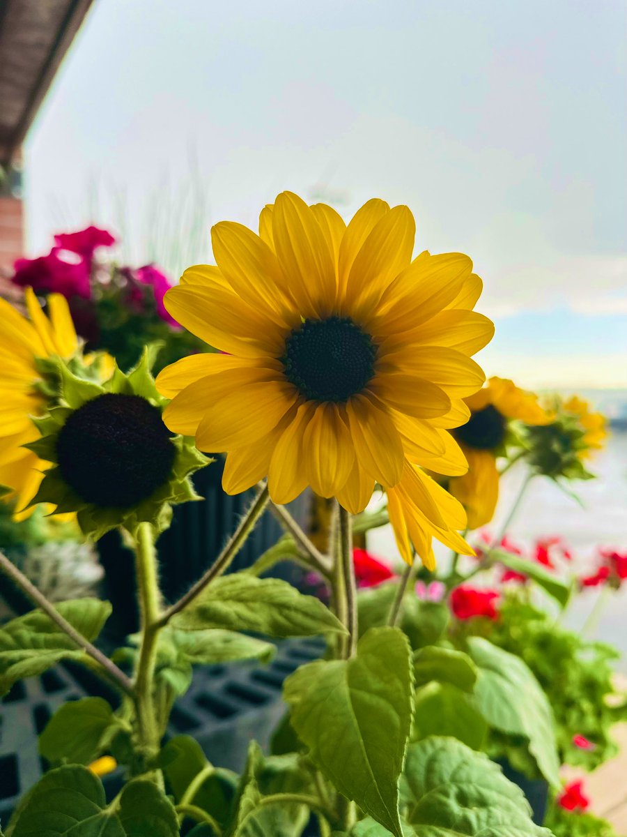 Pretty! 
💚🌻😶‍🌫️