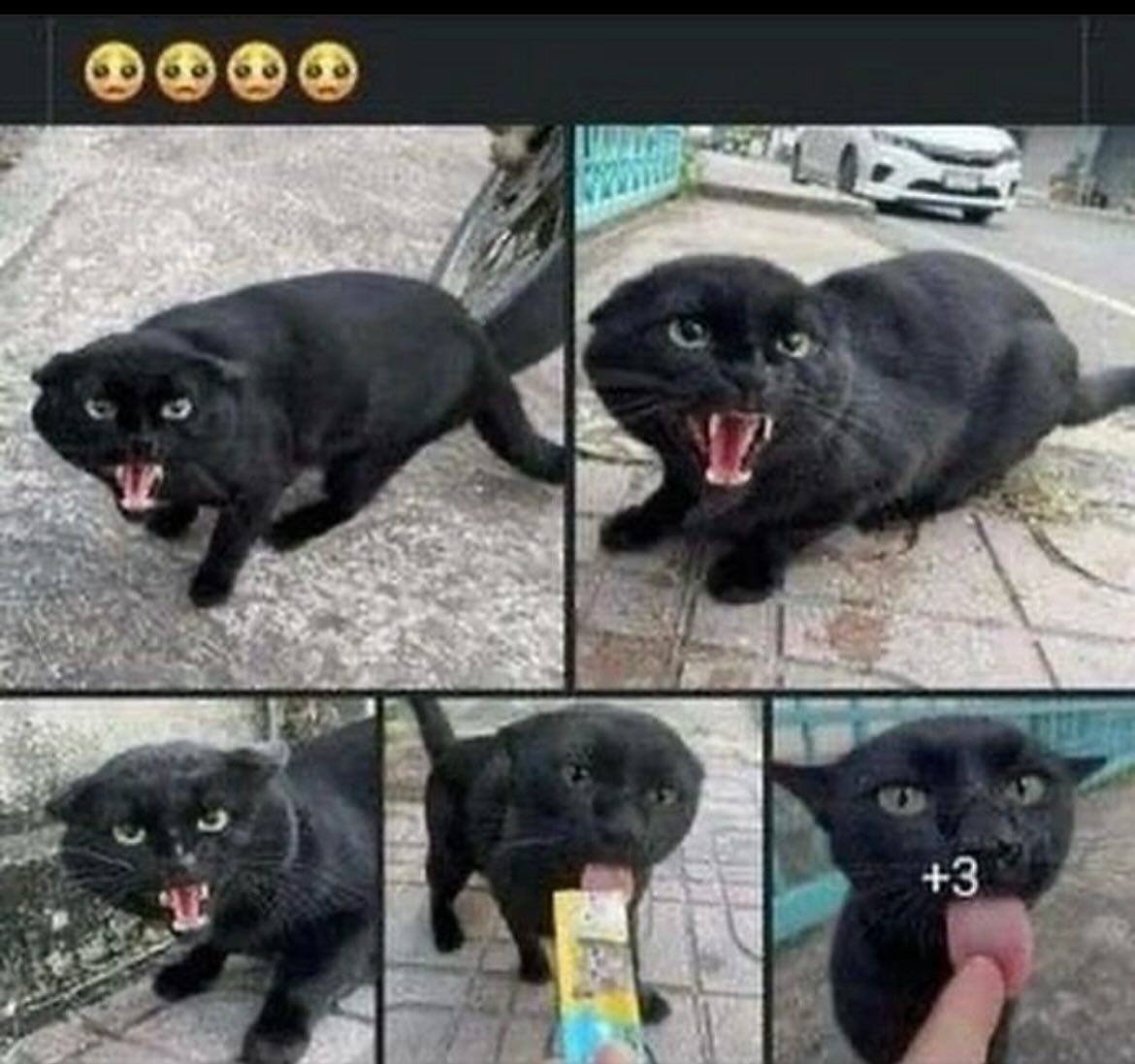 Punch Cat tweet media