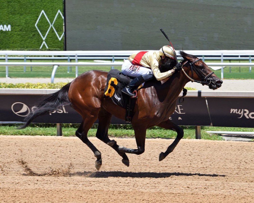 Jena Antonucci | Thoroughbred Trainer (@jenaantonucci) on Twitter photo A good day for the team running from FL to NJ to NY to DE! Congrats to Mark Cherry’s Bee a Queen breaking her maiden in style today! Well done team! Also a 2nd,3rd,5th and a wellll not what we had hoped! <a href="/Josemorelos_/">José Morelos</a> A good day for the team running from FL to NJ to NY to DE! Congrats to Mark Cherry’s Bee a Queen breaking her maiden in style today! Well done team! Also a 2nd,3rd,5th and a wellll not what we had hoped! <a href="/Josemorelos_/">José Morelos</a>
