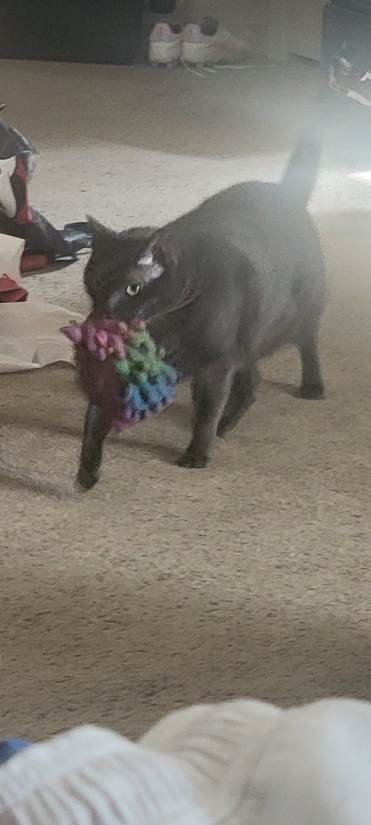 Rudedeck's tweet image. Hey Cats fam!  Be like me and sync the @StreamOnMax feed with @DougPlagens and @LindsayBHockey courtesy of the Panthers app. Listening at home with Teemu who is bringing me an intermission snack. #WorldFamousFormerTwitterSegment #TimeToHunt #ReignRed #TeemuTheUnicornKiller 🐀