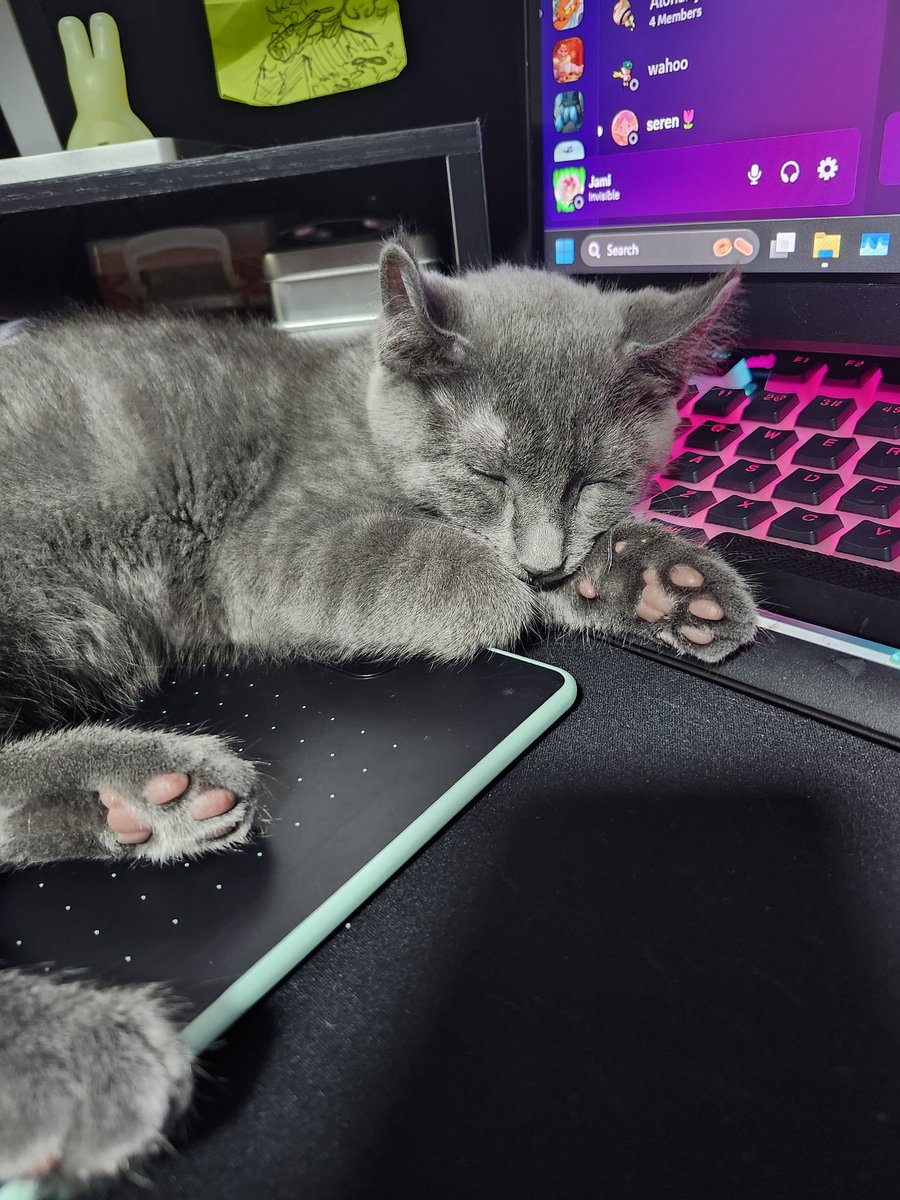 staticteeth's tweet photo. hi guys. meet my new cat niko https://t.co/nNBytJObRh