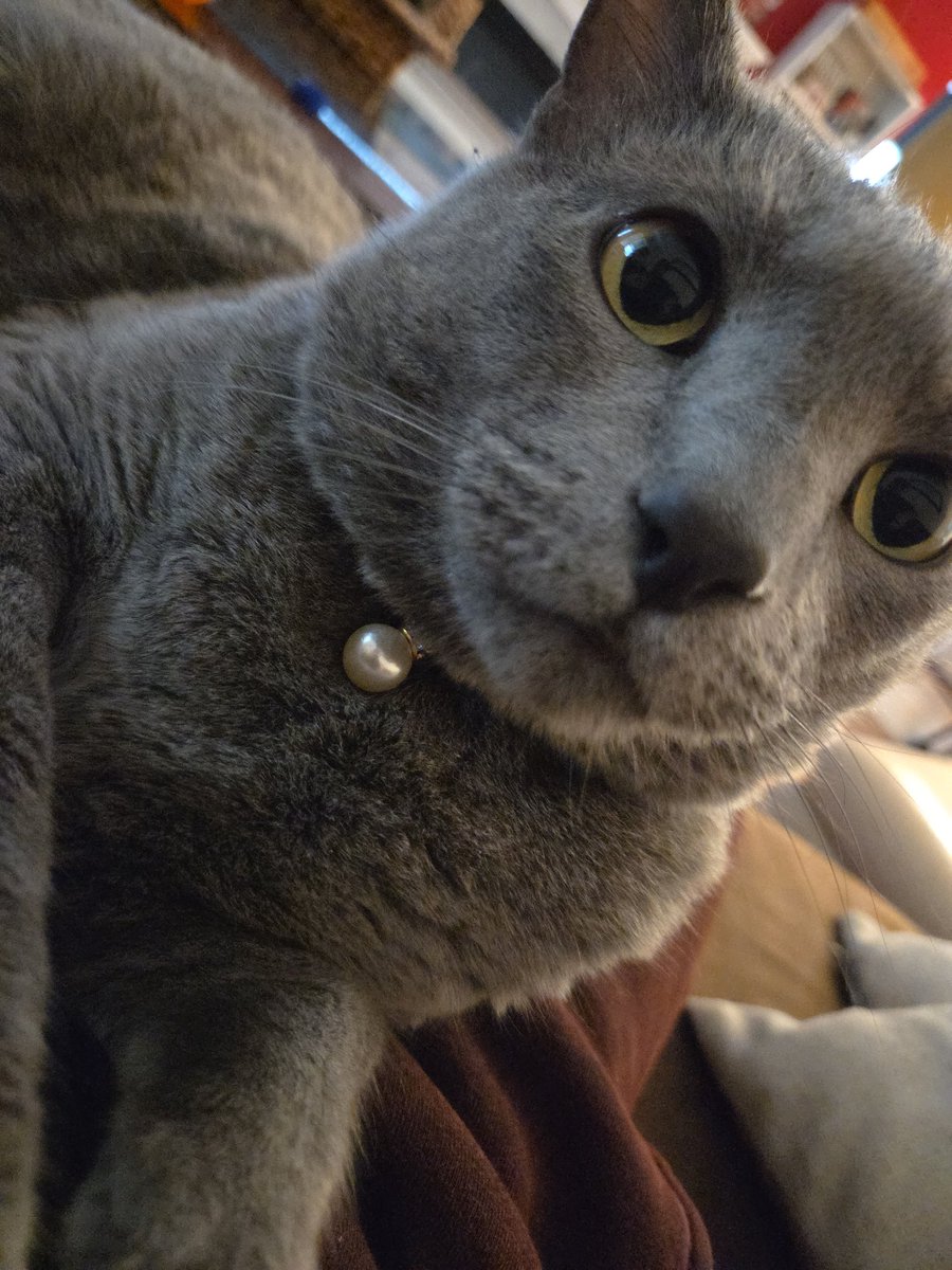 My son is such a fake cat sometimes