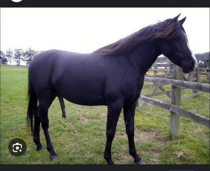 Ada nih yang kontolnya 11cm ++ tapi kasih makannya agak ribet kak. Ini nih.