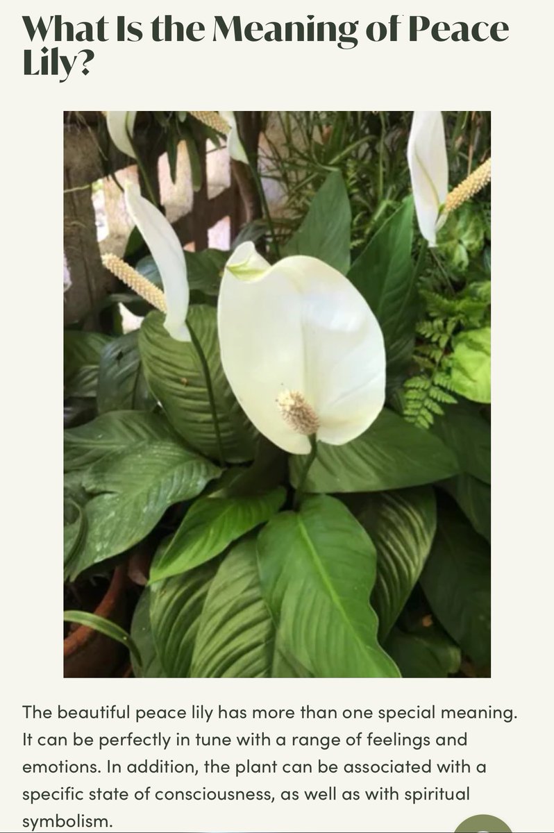 Alice Harrison ✈ 🖤 tweet media