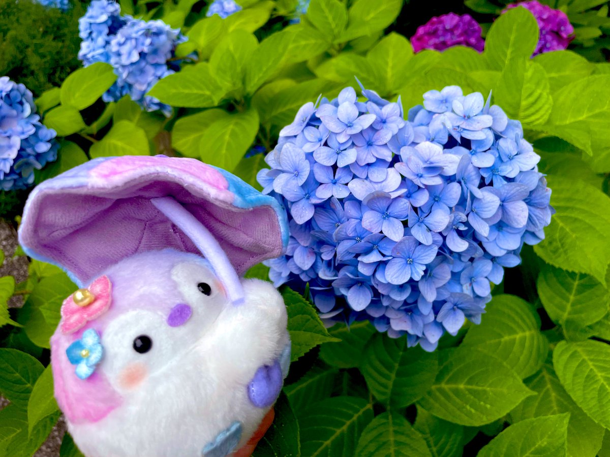 あじさいコウペンちゃん、ハートあじさいを見つけた！