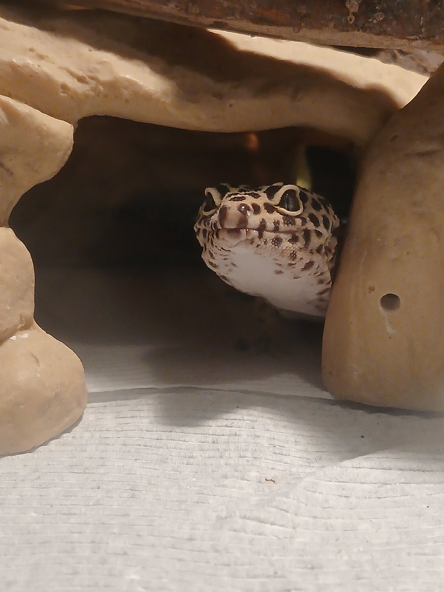 <a href="/GeckosDaily_/">Geckos Daily🦎</a> My perfect boy Dreamy