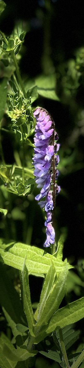 Took some pictures today: