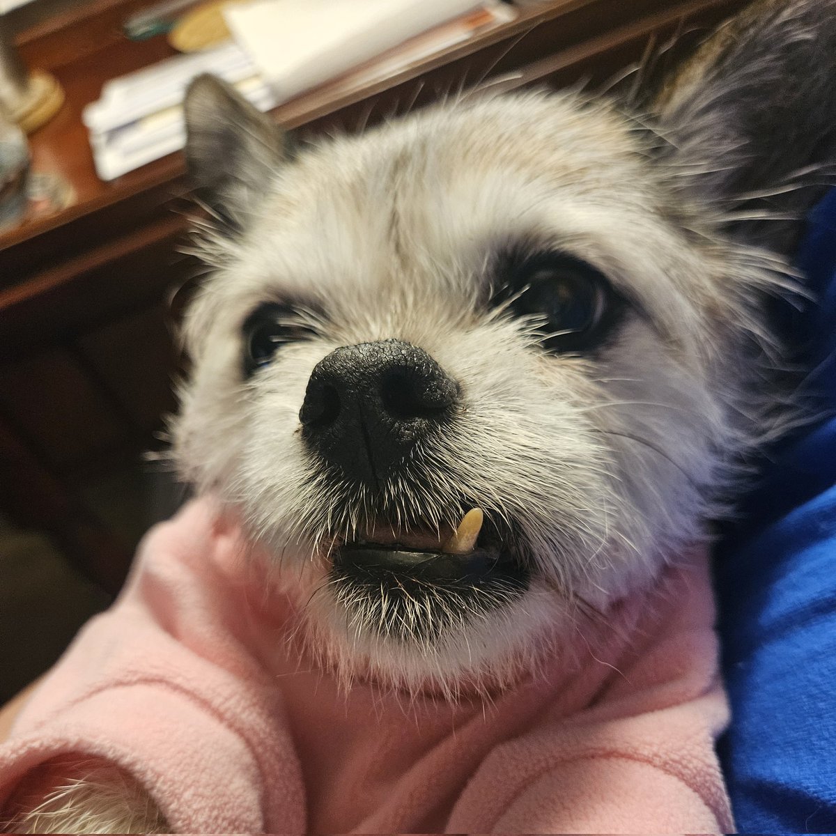 Pix will be back on twitter soon. I just need time to adjust to this new normal without her.

Thank you for being our friends and for loving my Pix 😭💔🌈

And in memory of Pixie remember to always #BeKind♥️

3-3
