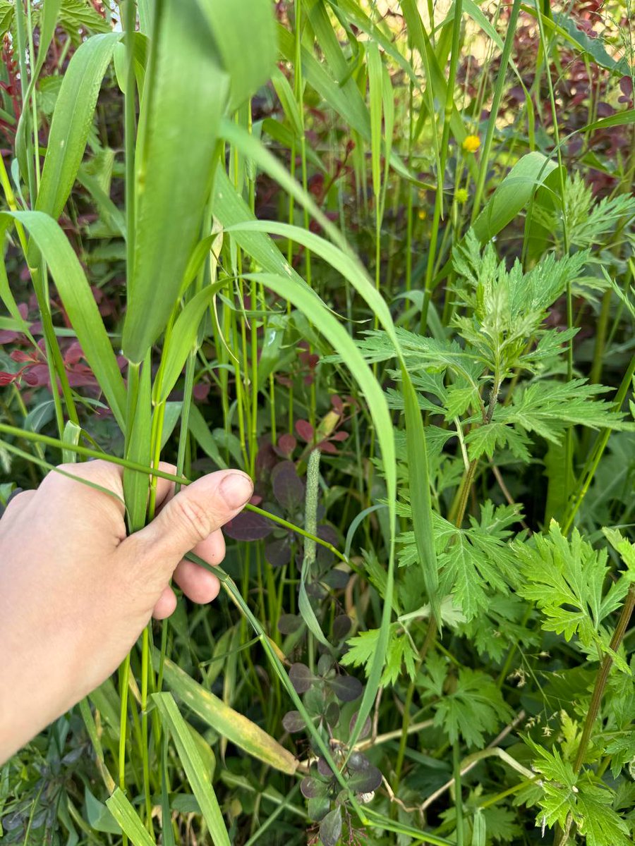 hellzerk74's tweet image. #openseatouchgrass