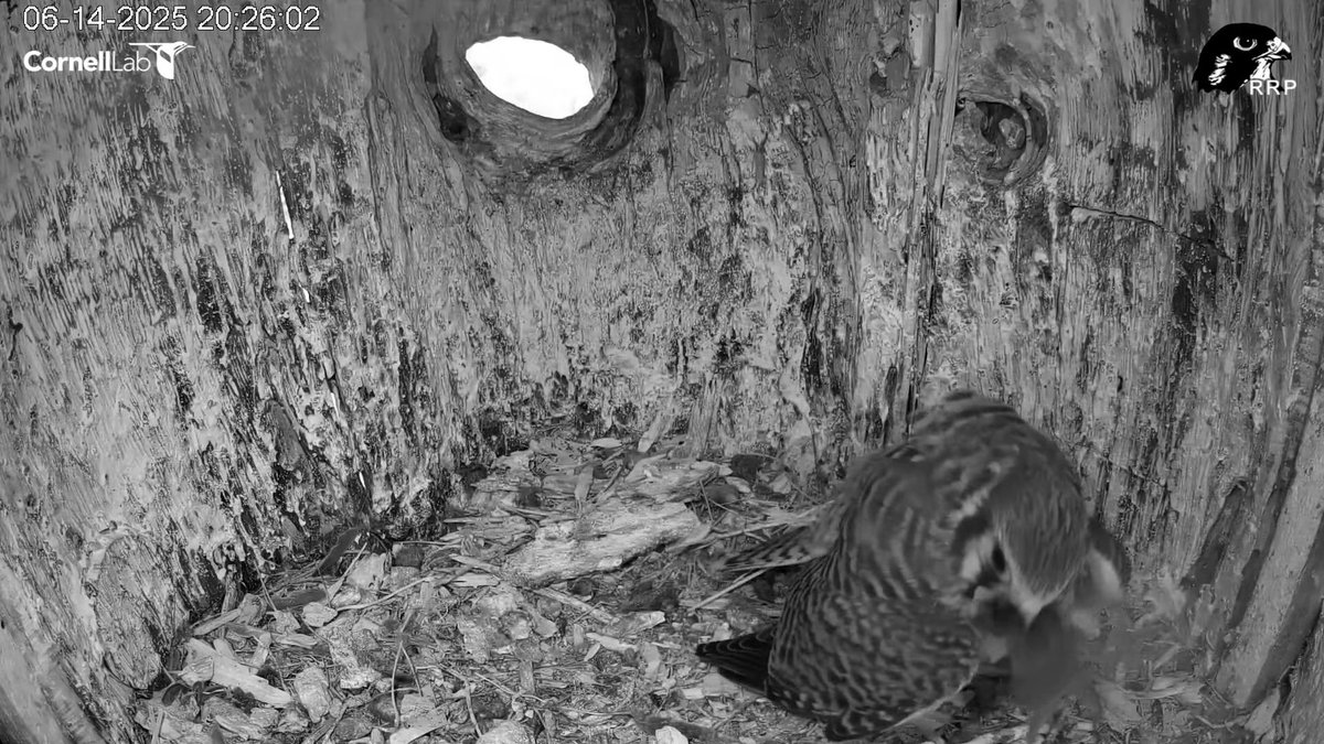 20:26 6/14 Dinner is delivered to the remaining kestrel chick who is spending one more night in the nest box.