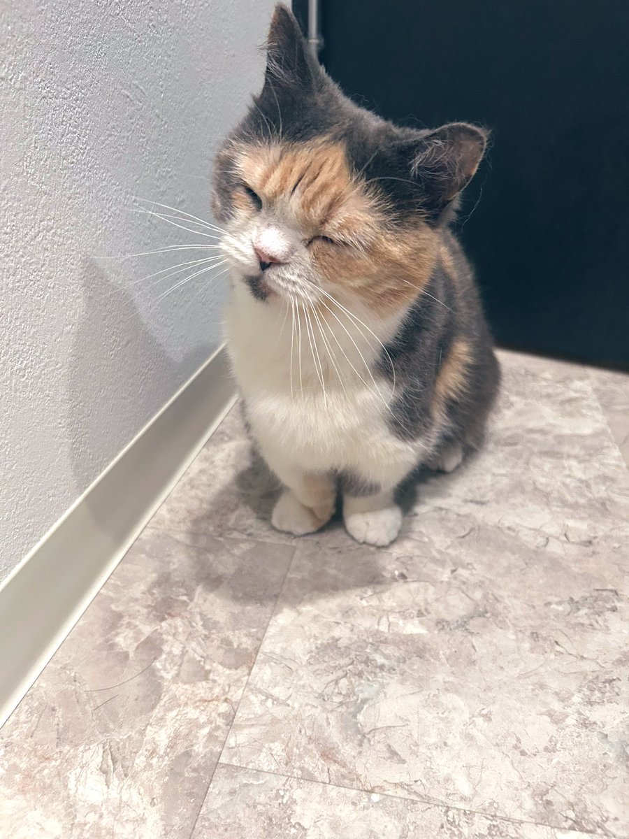 えま🐾はちわれマンチカン tweet media