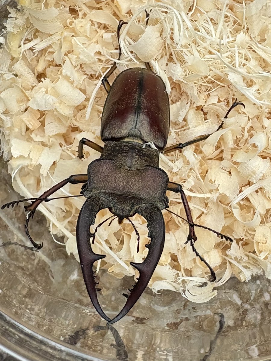 こんにちわ
今夏やろうとしていたミヤマがワインセラーいらずと聞き、スペースが空いたので...
ツカモトミヤマにチャレンジです💪
これまた美しいミヤマ😊
昨年は仕事が忙しくワイルドミヤマどころではなかったので楽しみ😁
産卵セットは準備できているのでゼリー食べたらセットインです😎