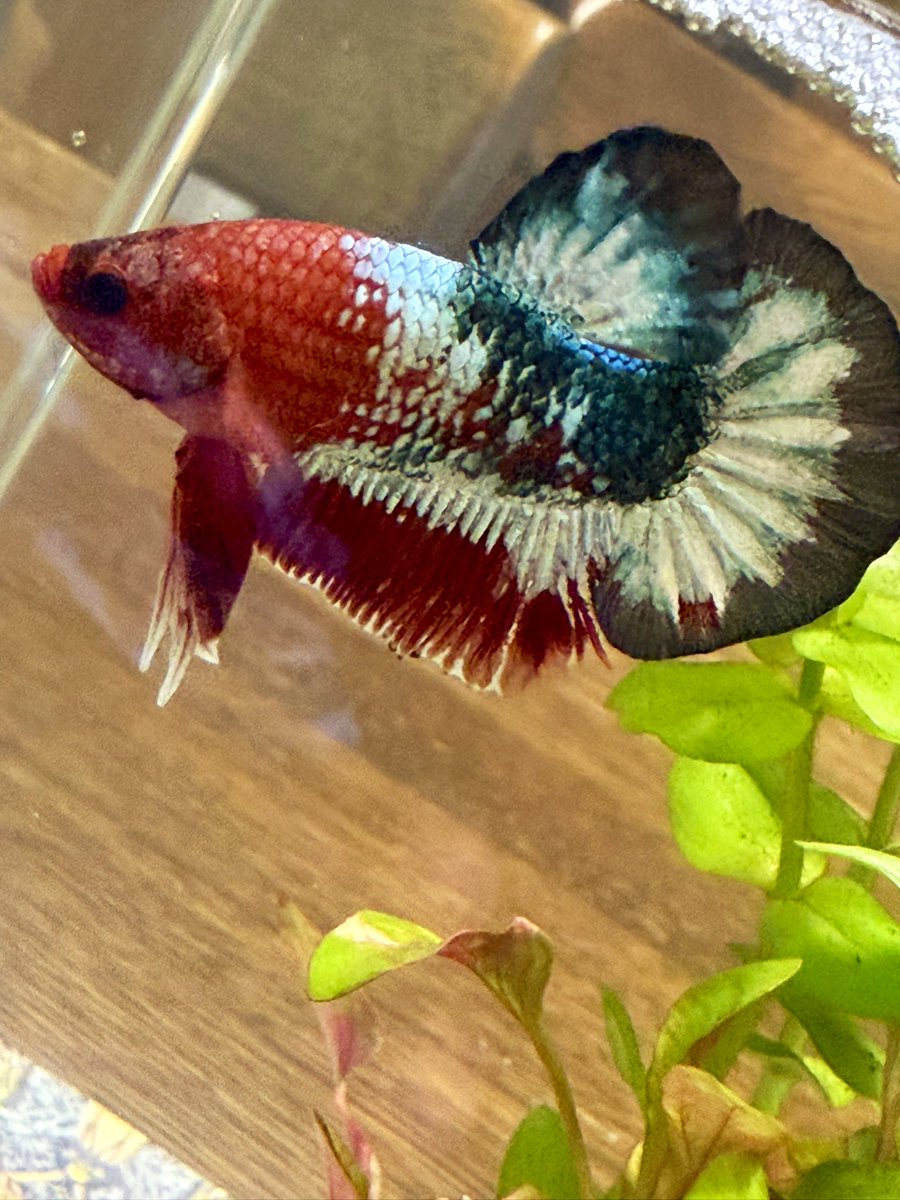 コイキング、昨日全然フレアリングしてくれなくて心配だったので鏡見せたらちゃんと広げてくれましたわよ。
たくましいわねコイキング