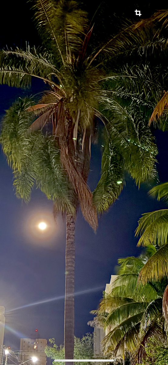 PitonFatima's tweet image. E ela veio….
#lua