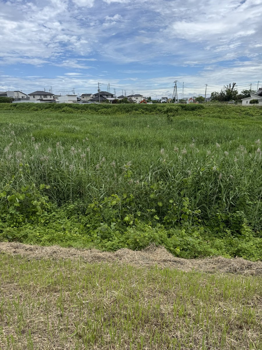 tet_ueno's tweet image. オオヨシキリ鳴く夏、梅雨の最中だけど…
