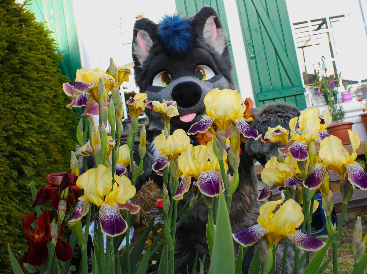 Now I'm a cute and innocent flower 🌼

📸 <a href="/Andrew_fox62/">Andrew Fox 🔜 NFC, FWH</a> 

#Fursuiter #Sunday