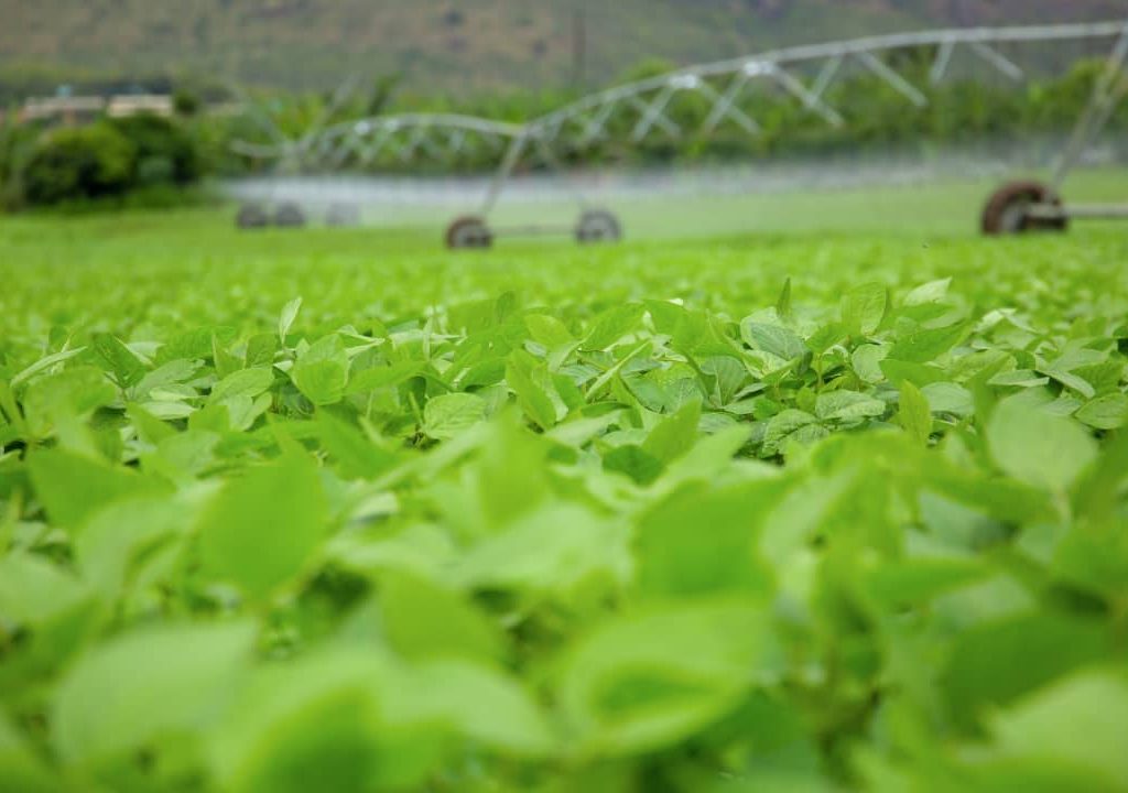 VisitKirehe's tweet image. Mechanized farming is no longer a dream in @KireheDistrict ! Farmers are now embracing agricultural machines to boost productivity and modernize their practices. Our commitment is to lasting prosperity and growth, Thank you H.E #PaulKagame🇷🇼❤️
#AgricultureInnovation
#VisitKirehe