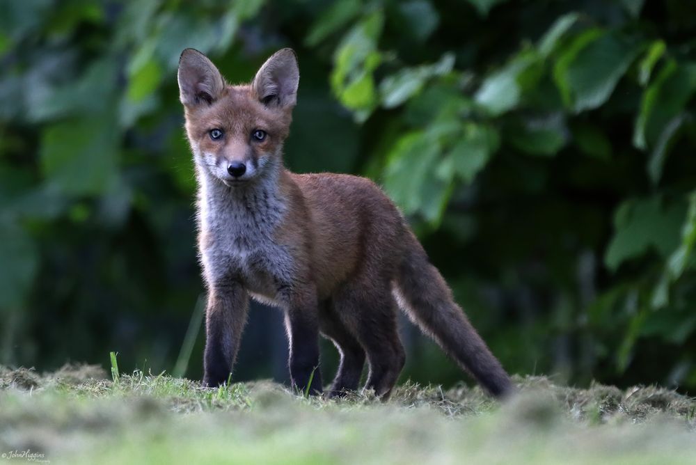 Chris Packham (@chrisgpackham) on Twitter photo Thank you to <a href="/johnhiggins777/">John Higgins</a>.bsky.social for sharing this young fox , today's #foxoftheday ! Thank you to <a href="/johnhiggins777/">John Higgins</a>.bsky.social for sharing this young fox , today's #foxoftheday !