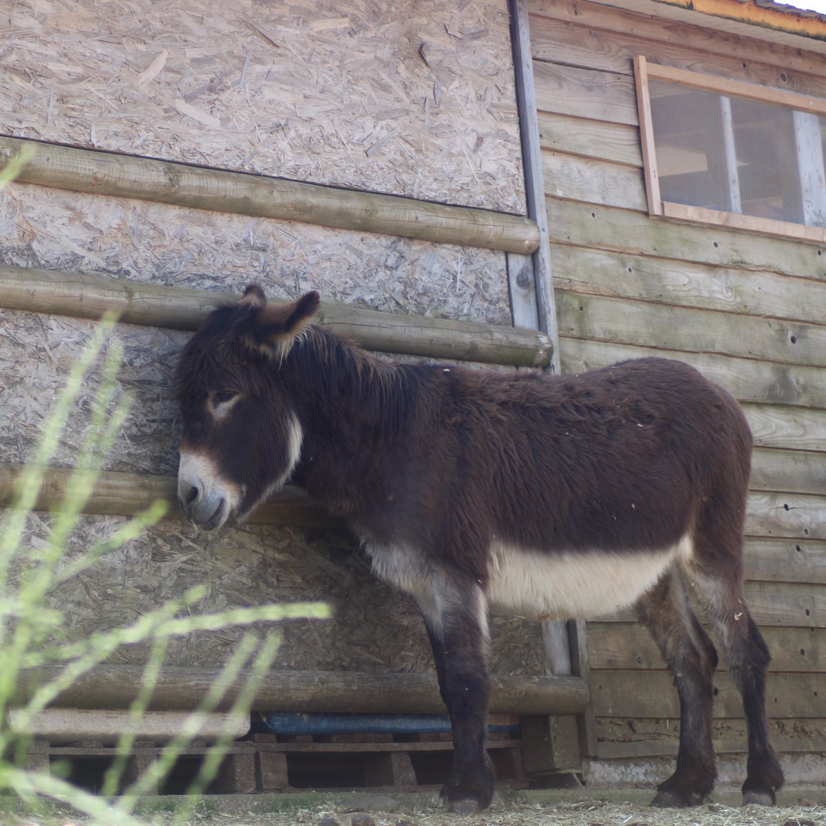 Il dolce Galileo ama alternare la compagnia dei compagni di stalla con momenti di distacco dagli altri. 🫏😊

Adottalo a distanza per ricevere il certificato con la sua bellissima foto: ilrifugiodegliasinelli.org/adotta