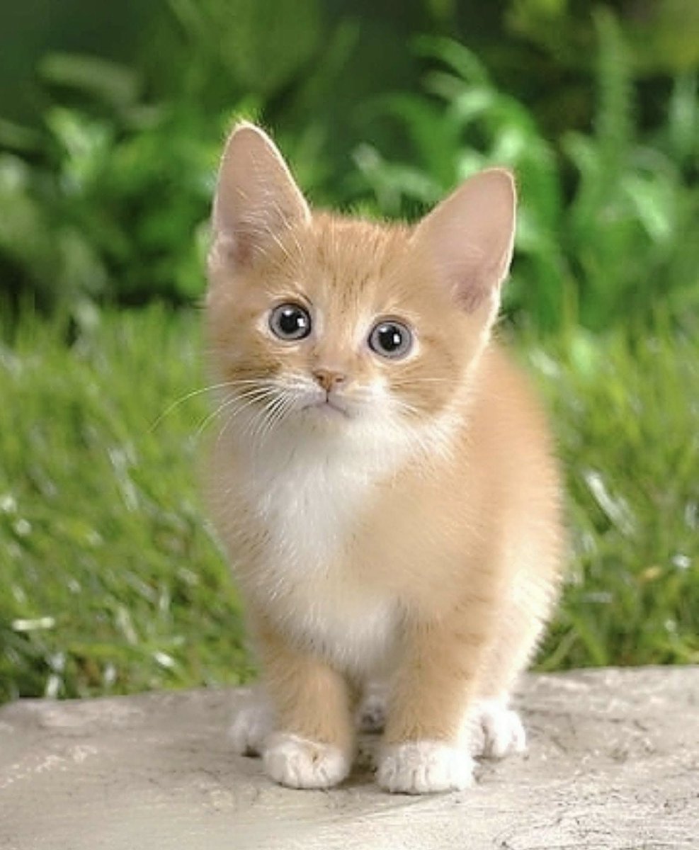 Good morning friends.Sunny &amp; breezy this Sunday morning in London.Feel the blessings of Sunday. Take time out to rest up &amp; be with loved ones. Sounds like it could be a tough week.God bless.
Praying for peace. Praying for the vulnerable. 
Baby Theo sends his love.
#CatsOfTwitter