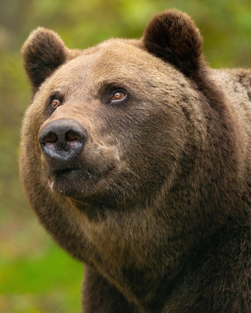 fourpawsAU's tweet photo. ๐ป Michal, the 3-legged bear, went from a 60mยฒ concrete cage to forest sanctuary at BEAR SANCTUARY Mรผritzโsplashing, playing, healing.
Every life is worth fighting for. ๐
#AnimalRescue #SaveTheSaddestBears https://t.co/HhQ5OJMsfa