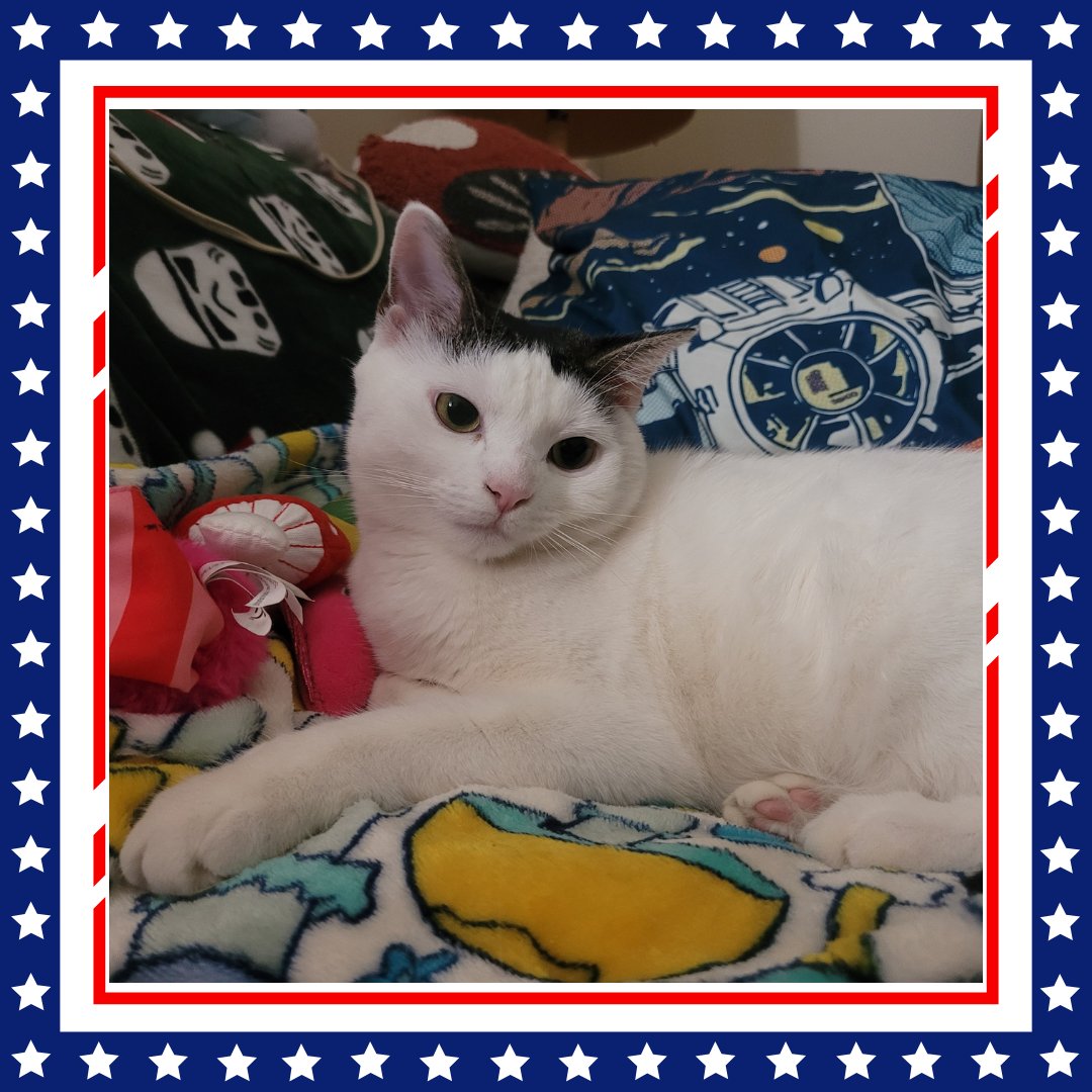 "My Allegiance is to the Republic, to Democracy!" #ObiwanKenobi #StarWars III 
Luv, Jedi Mushroom Skywalker!
❤️🛸🍄💫❤️
#JediMushroomSkywalker
#MushroomCat
#catoftheday
#CatsOfTwitter 
#StarWarsQuotes
#MayTheForceBeWithYou 
#MayThePawsBeWithYou
#SithSaturday 
#FlagDay🇺🇲
#iykyk