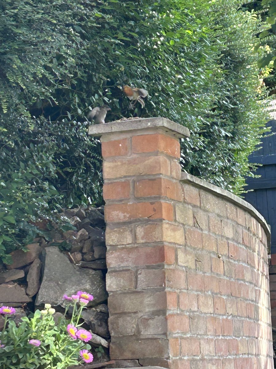 Me &amp; the boy in the garden 

Reflecting

Really don’t like #FathersDay 

But he flew down to show his presence 

Miss you every minute Pops x