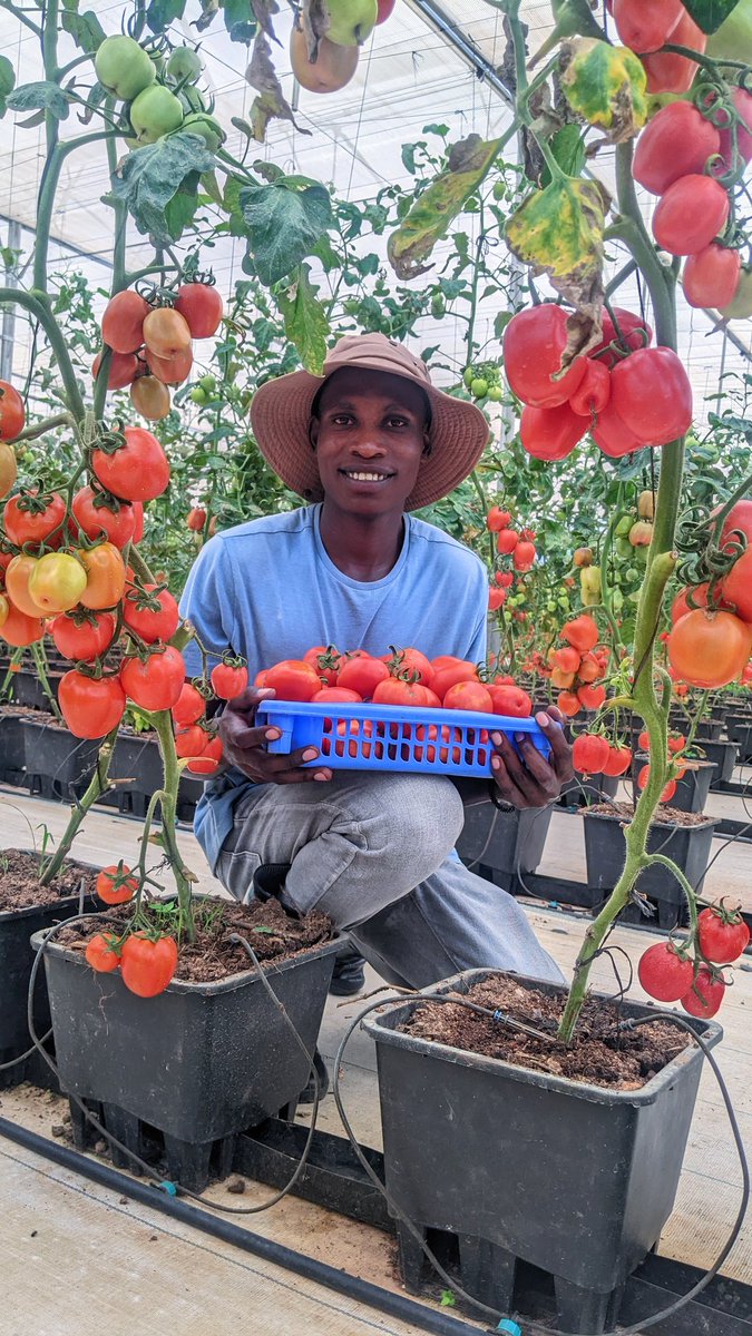 Remain Only 3 Days to Go!

Let's talk about greenhouse farming.  
Greenhouses farming protect crops from adverse weather &amp; pests, ensuring better yields and year-round production

During #RwandaAgriShow2025 will be a great opportunity to learn more and to connect with experts.