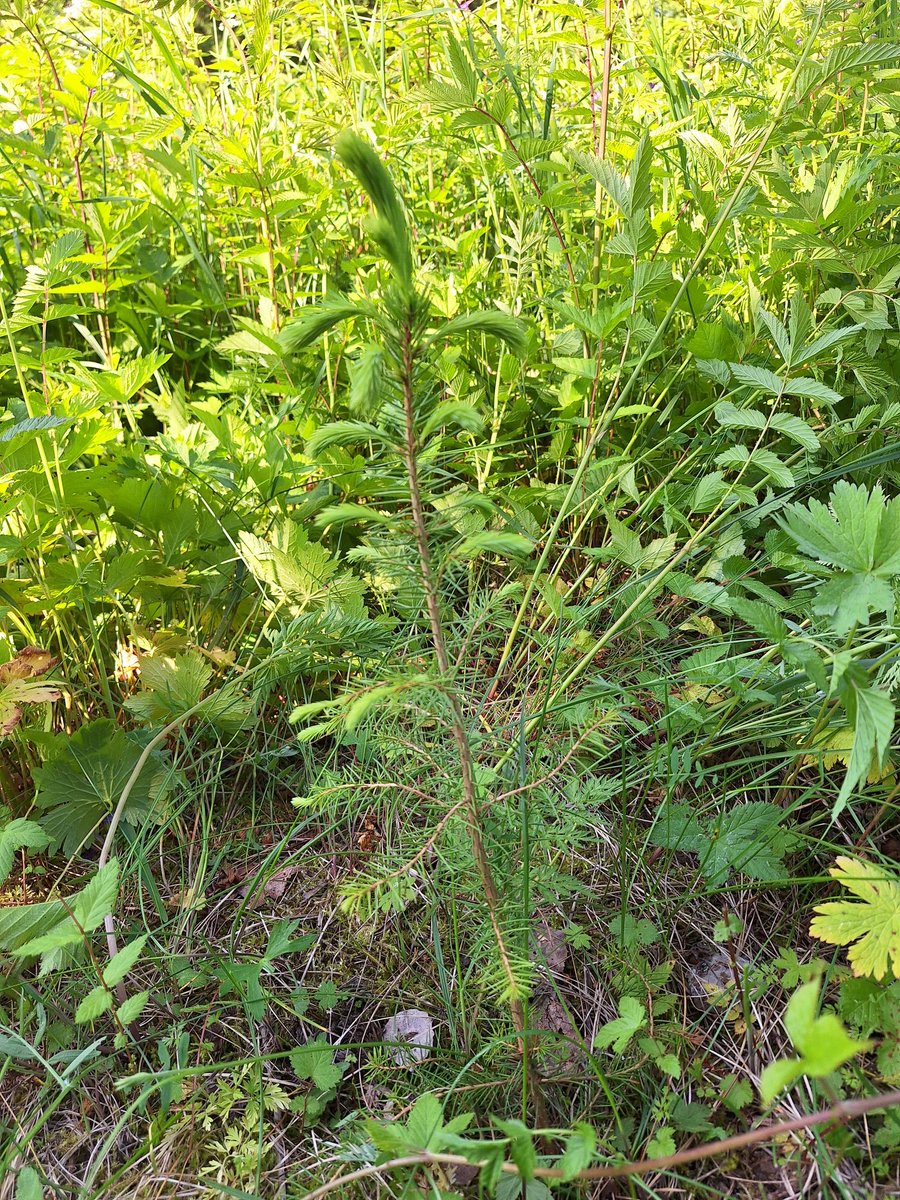 Hyvin on lähtenyt kolme viikko sitten vanhalle pellolle istutettu kuusentaimi kasvuun. #metsä