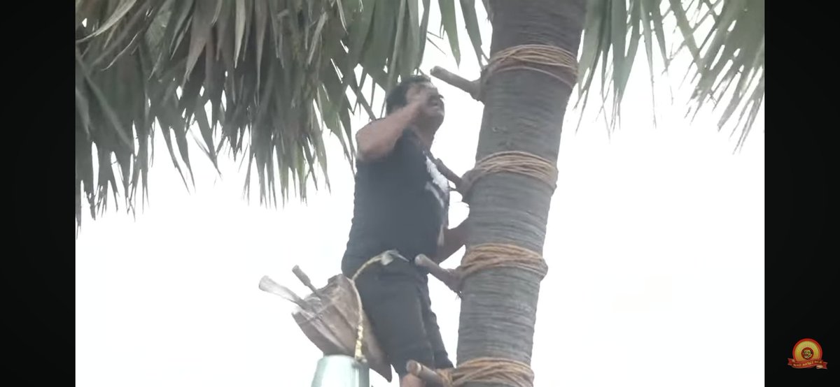 smuvais's tweet image. பனை ஏறி கள் இறக்கினார் அண்ணன் சீமான்🔥💚

#பனைக்காவலன்_சீமான்