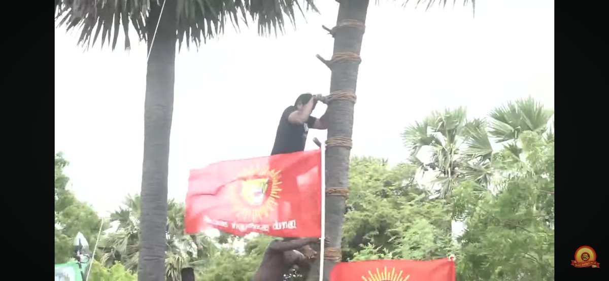 smuvais's tweet image. பனை ஏறி கள் இறக்கினார் அண்ணன் சீமான்🔥💚

#பனைக்காவலன்_சீமான்