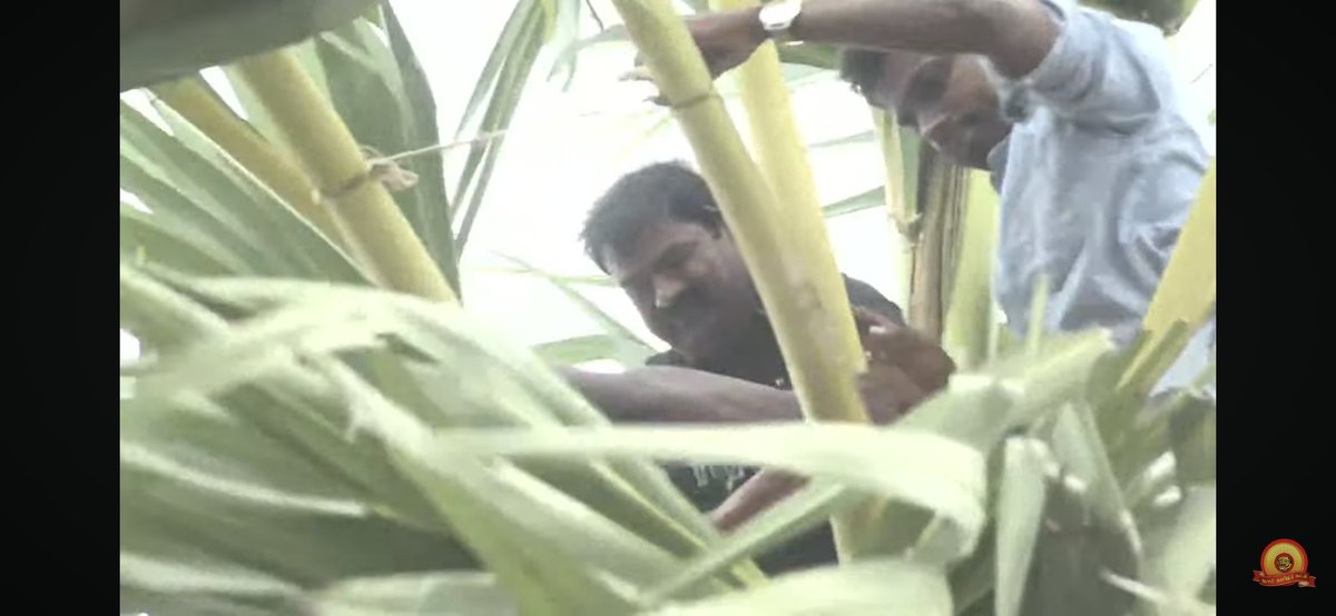 smuvais's tweet image. பனை ஏறி கள் இறக்கினார் அண்ணன் சீமான்🔥💚

#பனைக்காவலன்_சீமான்