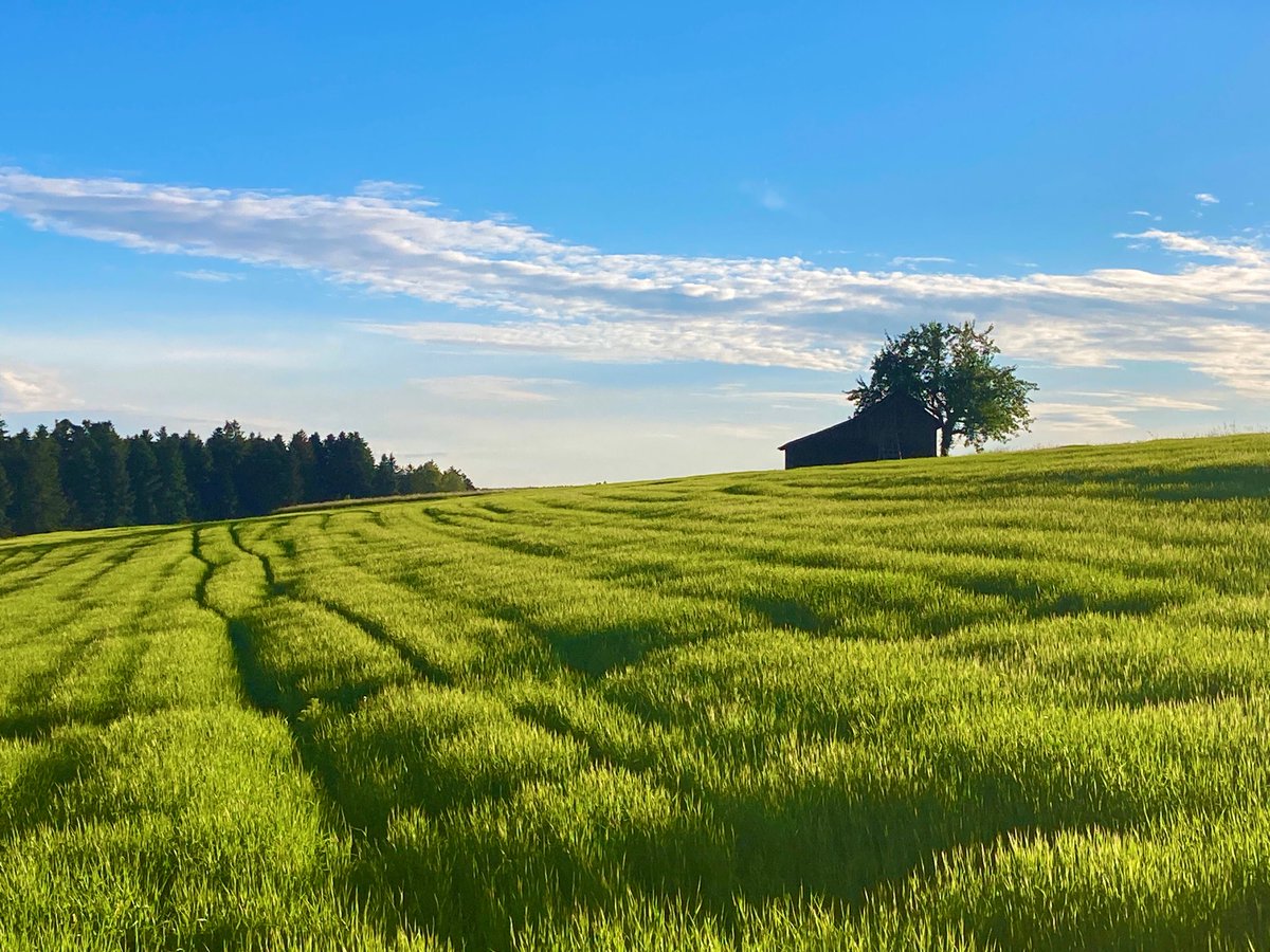 Guten Morgen und einen schönen Sonntag euch allen!
#kleineFreudendesTages 15.06.2025