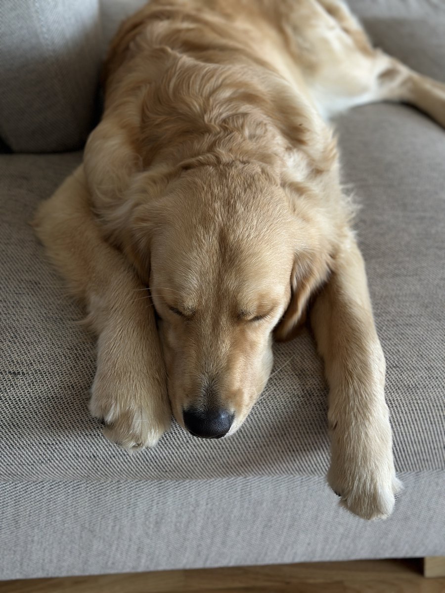 Джою исполнилось 10 месяцев!

Две недели назад съездил в свою первую взрослую поездку, где 24/7 был с нами, и стойко выдержал все хайки и походы в рестораны. Стабильно разбивал все сердечки и замечательно себя вёл, даже в людных и шумных местах.

Через две недели поедем в
