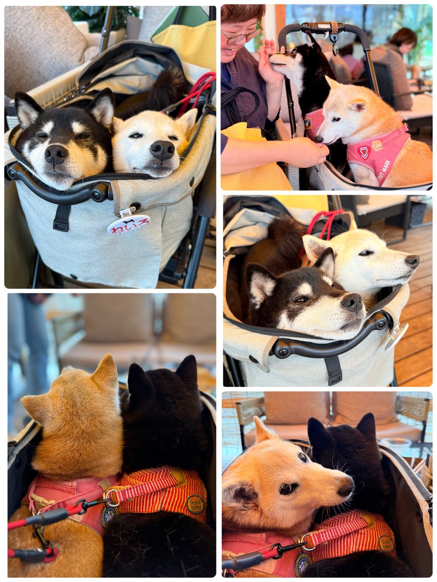 ブログを更新しました🆙

しっぽブンブン、お目めはとろ〜ん。
ふたりと一緒のカフェ時間は、
やっぱり最高のごほうびです✨

kabochan.blog.jp/archives/54072…