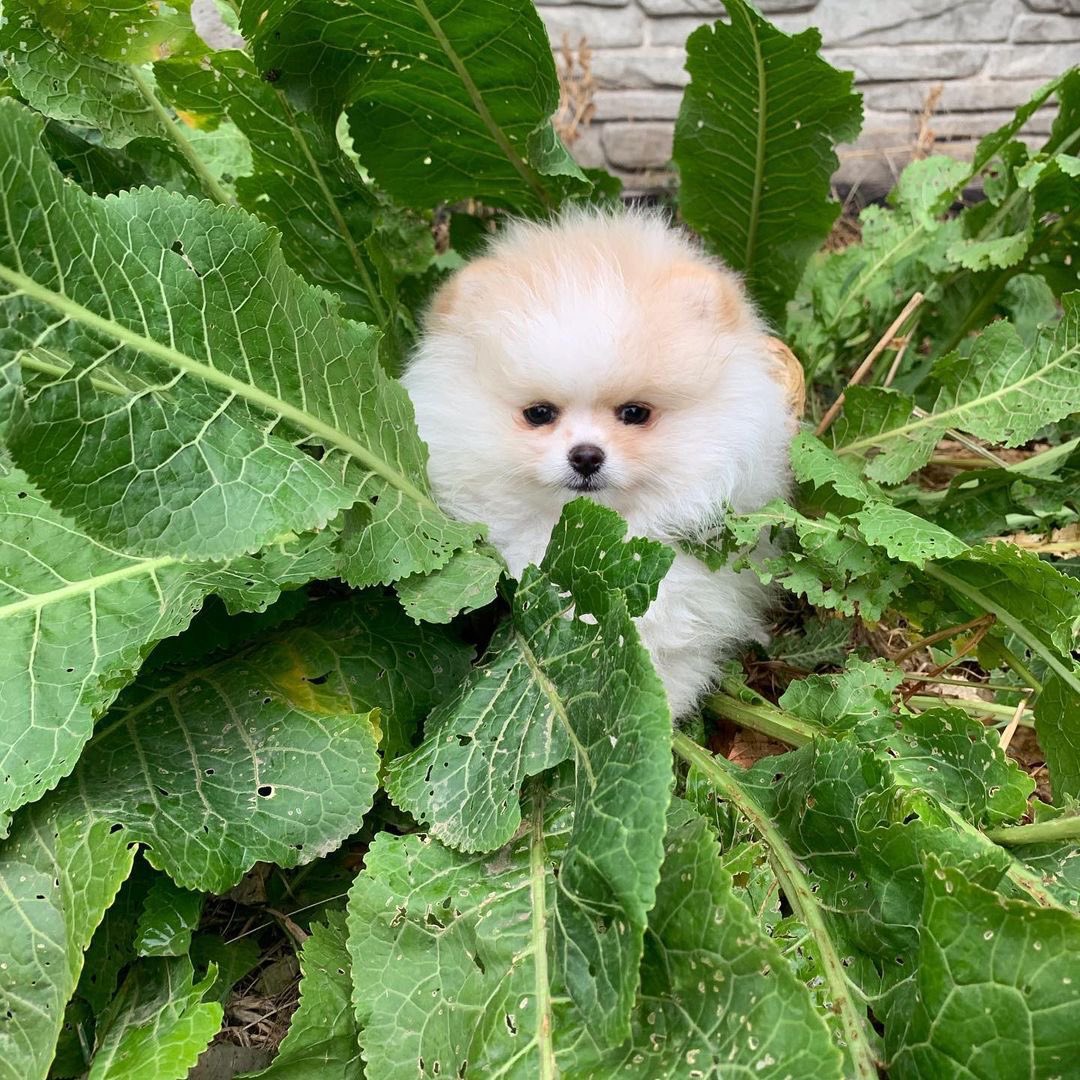 ポメラニアンの花言葉は『私はかわいい』