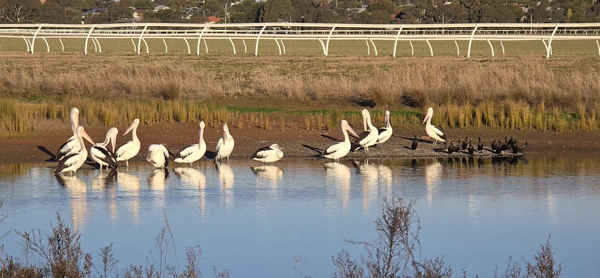 SorgGuy's tweet image. These guys and girls are definitely my top 10 Australian birds
