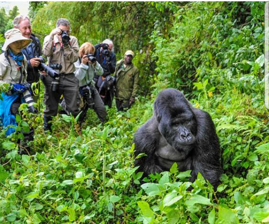 Hidden deep in the misty mountains of Uganda lies #BwindiImpenetrableNationalPark home to half of the world's mountain gorillas. 🦍🌿
One trek here can change your life forever.
Would you dare walk into the jungle for a stare with a silverback? 👀
#ExploreUganda  #TravelAfrica