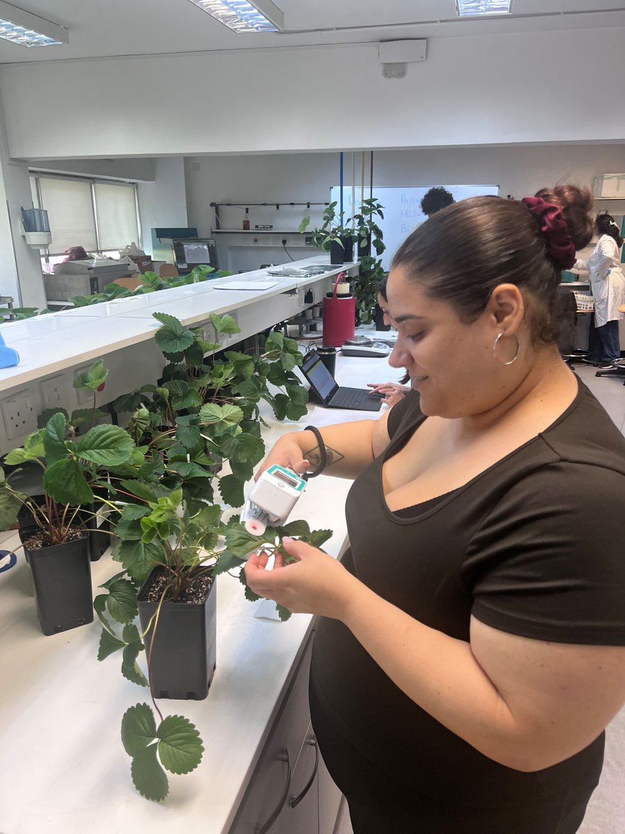 <a href="/PrimesoftE/">PRIMESOFT_Horizon Europe</a> 

Final sampling date (June 13th) of #strawberry leaves from plants treated with an array of #priming agents after imposition to #salinitity stress

Next step is the assesment of cellular damage indicators

<a href="/CyUniTech/">Cyprus University of Technology</a> , #Lemesos, #Cyprus

<a href="/REA_research/">European Research Executive Agency</a>,