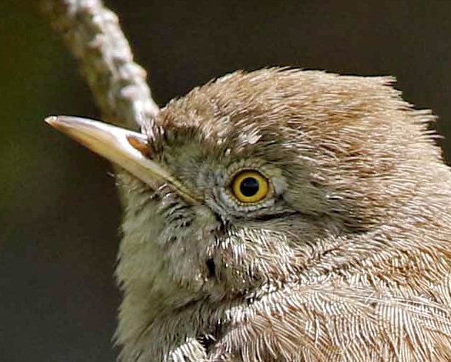 The Yellow-eyed One - Happy 5th Anniversary <a href="/NTBirdClub/">Northumberland & Tyneside Bird Club</a>