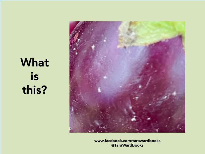 Your #SundayQuiz! I look forward to your answers! #SundayFunday #PicturePuzzle #PhotoQuiz #HaveAGo ...