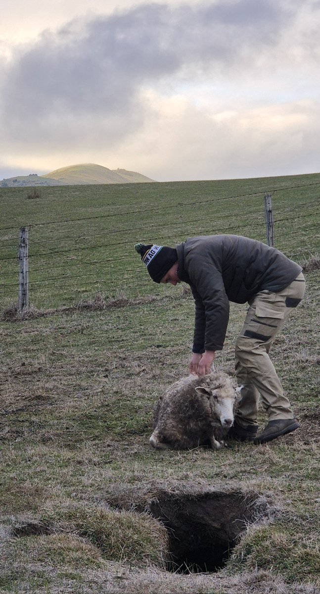Getting ewe ,back up on her feet. #hardseason