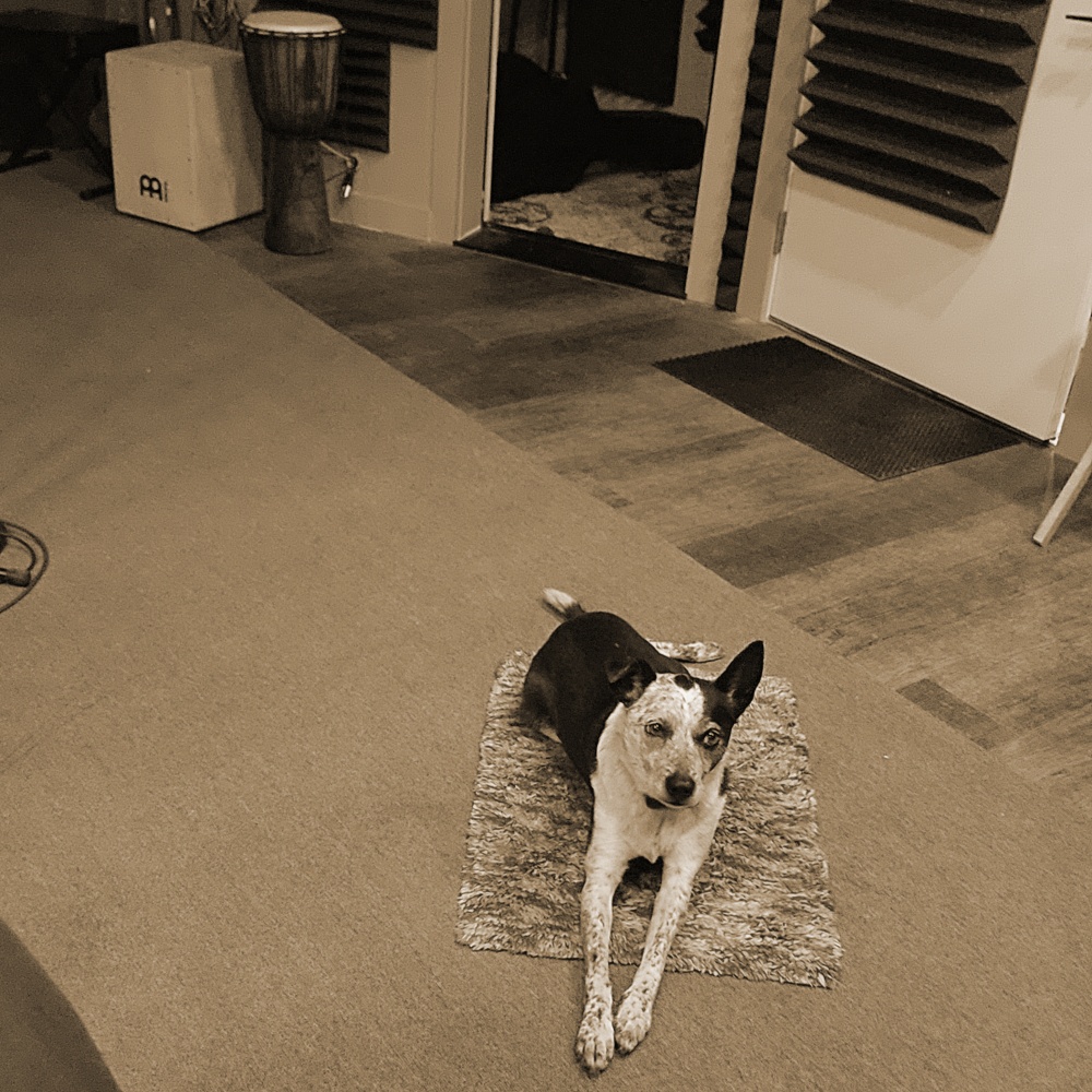 corezero's tweet image. Studio Dawg Indigo on her mat, patiently waiting for a cookie (treat). Sometimes she dozes off, but not too often. She says the mix I'm working on is harsh around 35k. Go figure! Thanks Dog! CoreZeroStudio.com
#corezerostudio #mainerecordingstudio #mixing #studiodog #indigo